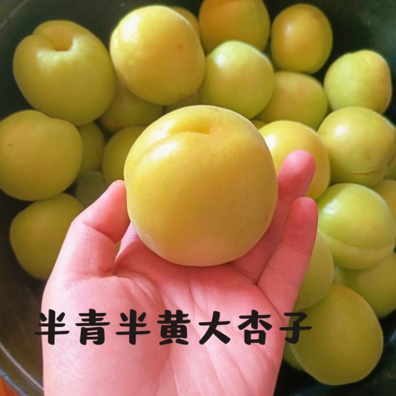 河北麦黄杏凯特杏大量上市，罐头厂产地直销，质量有保证
