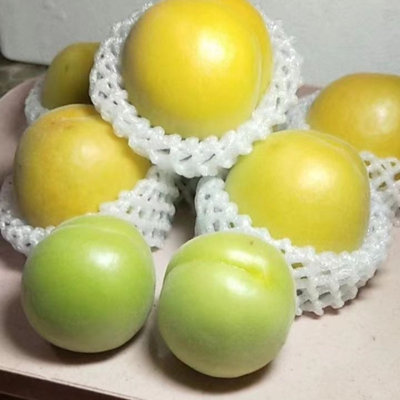 河北麦黄杏凯特杏大量上市，罐头厂产地直销，质量有保证