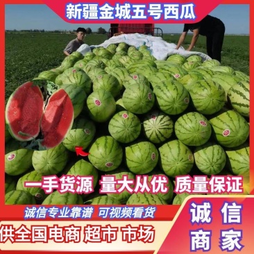 【推荐精品】新疆西瓜！金城五号西瓜！量大从优！实力代办！