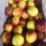 【油桃】湖北油桃，518曙光油桃中油系，品种齐全供应全国