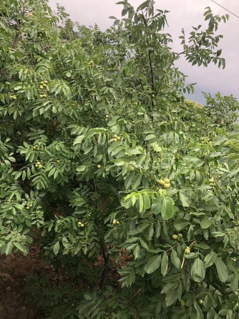 青皮去皮鲜核桃产地直发专业代发各平台，价格保质保量