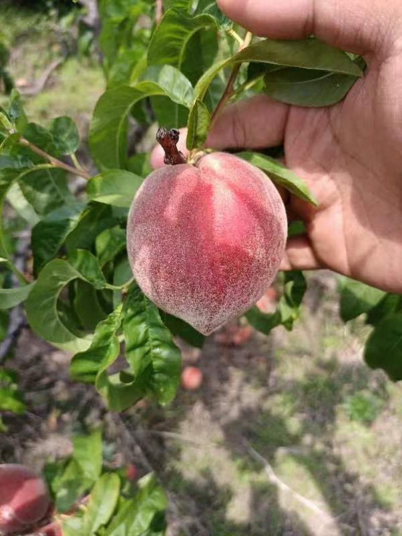 【优选】春蜜春雪春美桃子货源稳定质量保障欢迎联系