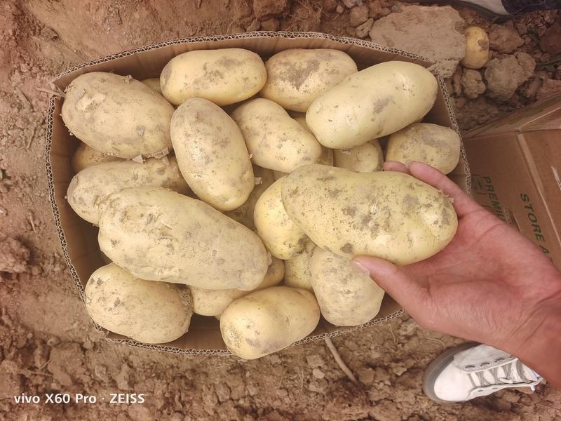 土豆精选荷兰十五，希森6号，V7土豆，黄皮黄心，视频看货