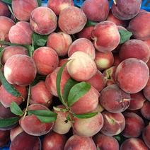 【胭脂脆桃子】桃子大量供货诚信代办对接全国市场