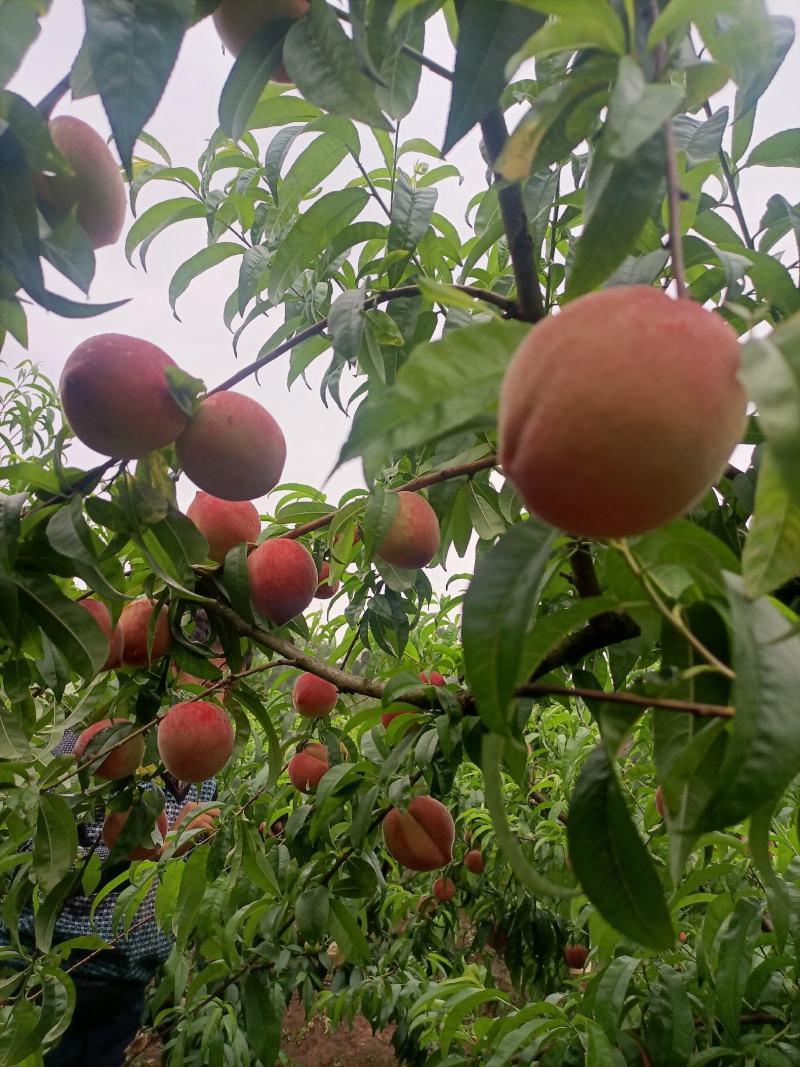 【胭脂脆桃子】桃子大量供货诚信代办对接全国市场