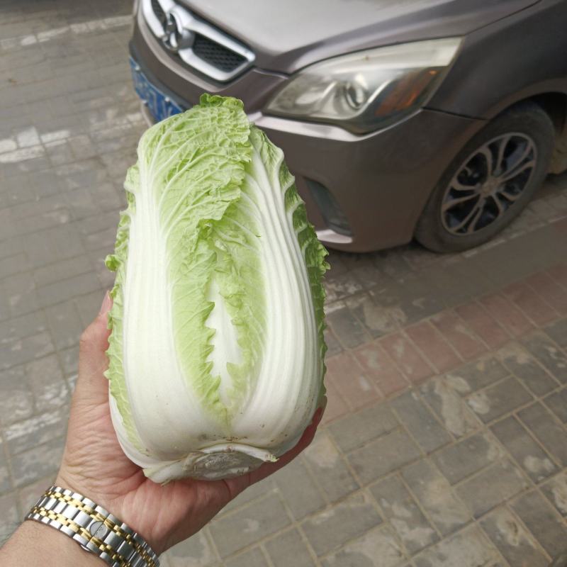 固安精品大娃娃菜大量上市