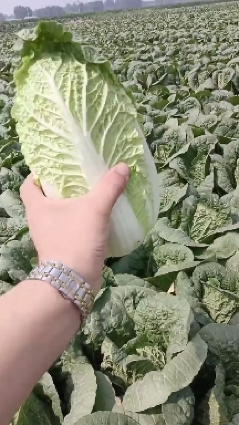 固安精品大娃娃菜大量上市