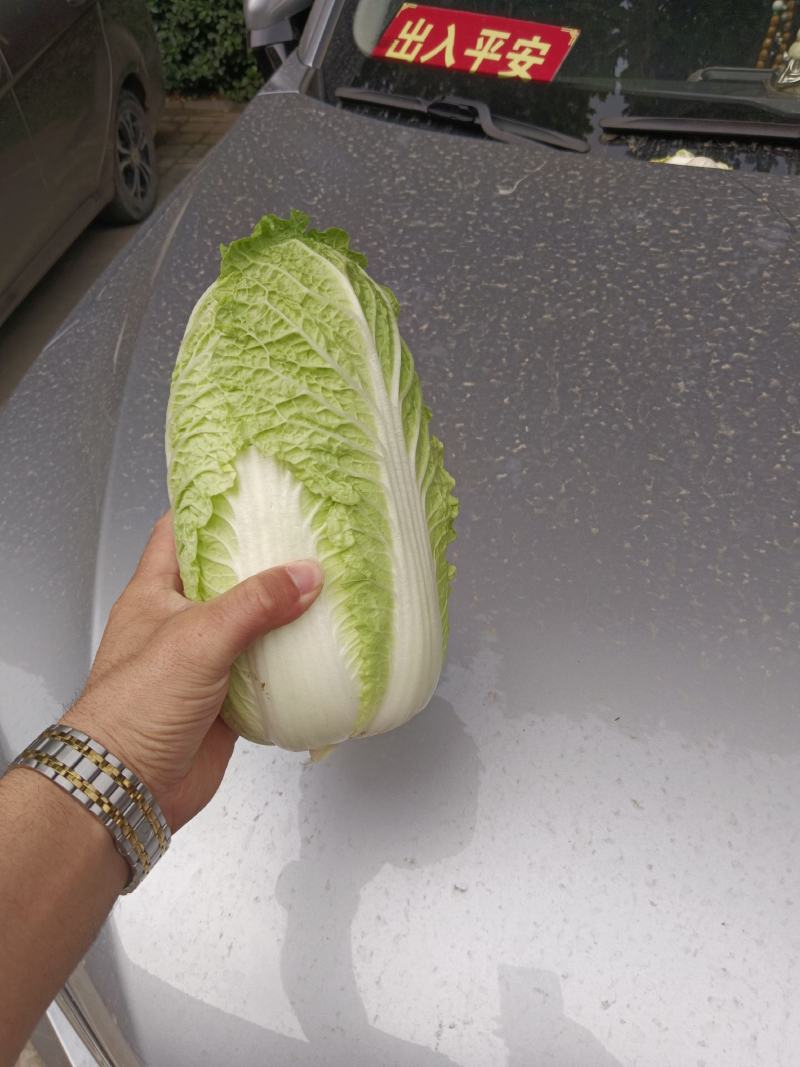 固安精品大娃娃菜大量上市