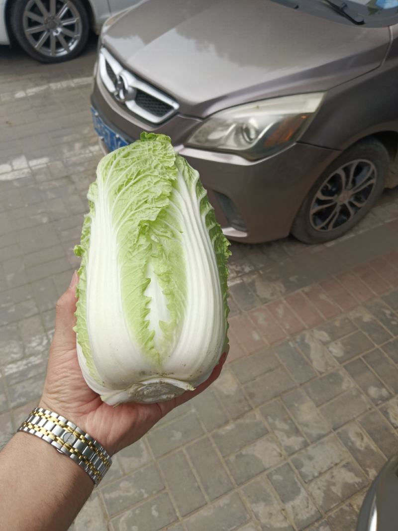 固安精品大娃娃菜大量上市