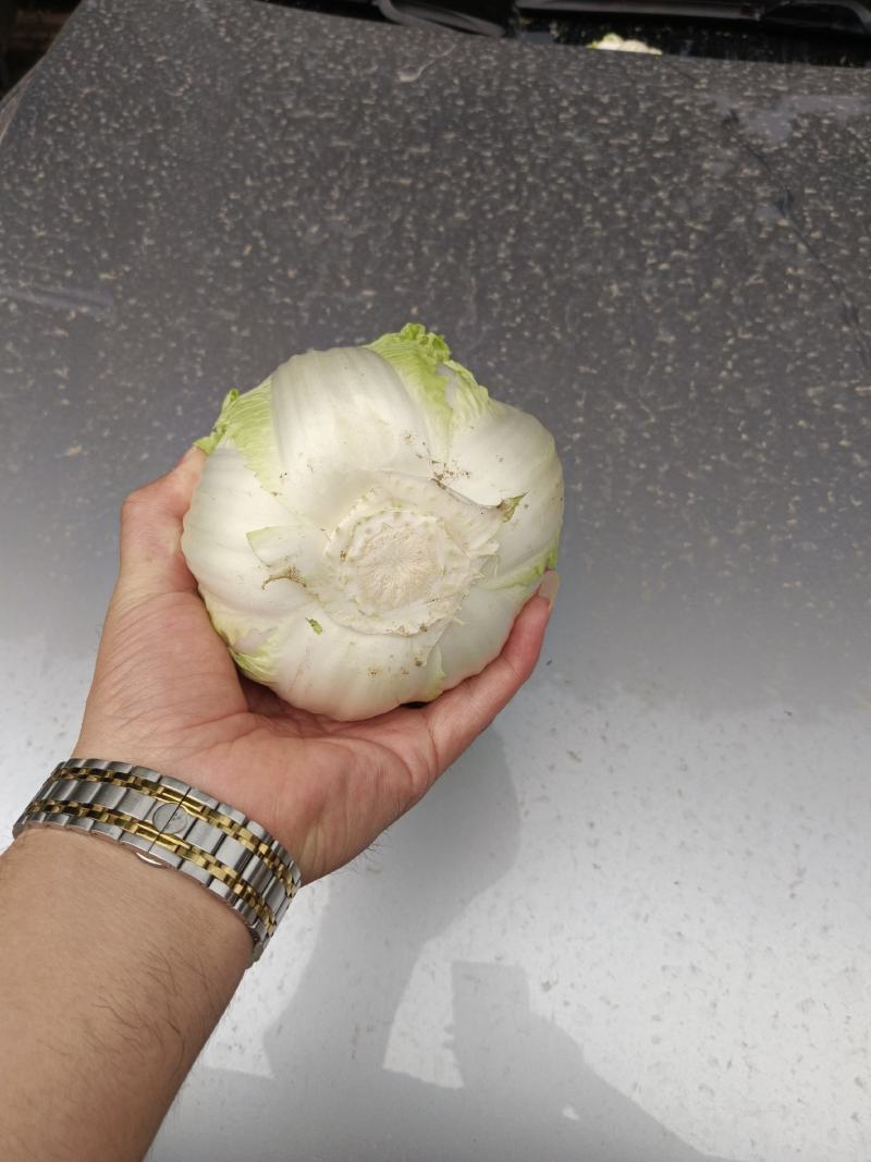固安精品大娃娃菜大量上市