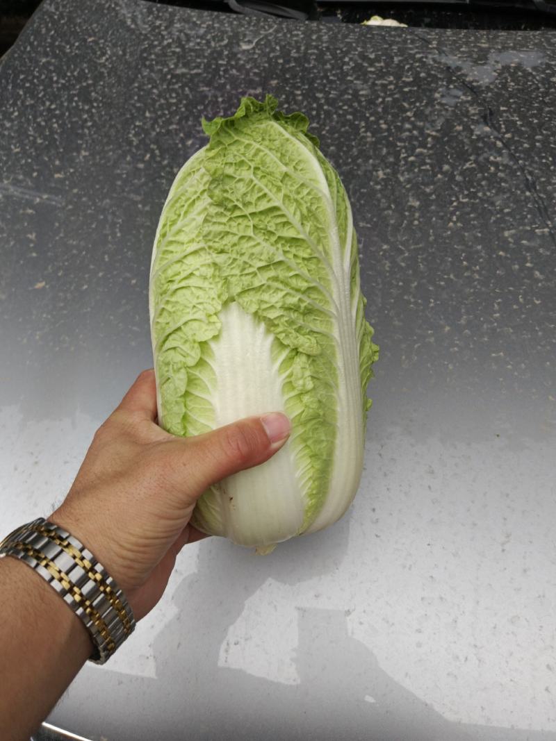 固安精品大娃娃菜大量上市