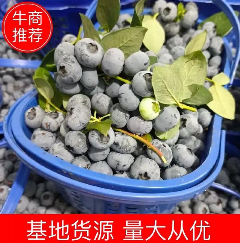 精选【蓝莓】杭州精品蓝莓鲜果现摘现发一手货源