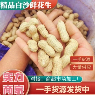 精品小白沙鲜花生，籽粒饱满，产地直发全国商超市场加工厂