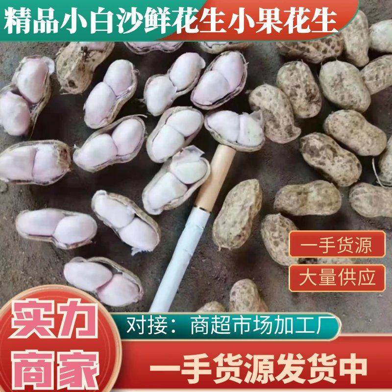 精品小白沙鲜花生，保质保量电商市场超市档口加工厂产地直发