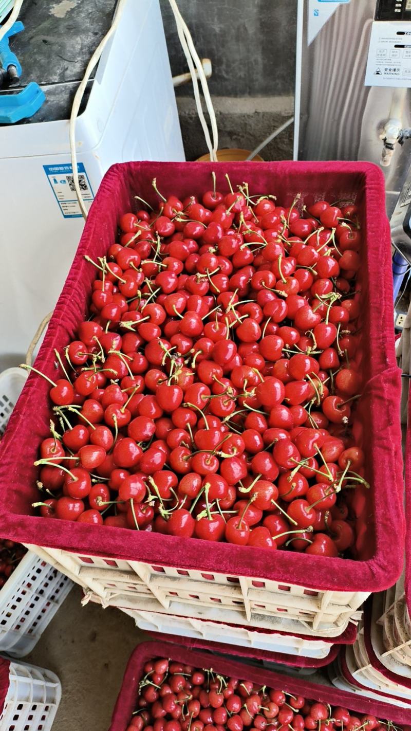 美早沙米托大量上市