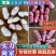 精品鲜花生，四粒红，小白沙，带壳鲜花生，产地批发商超市场