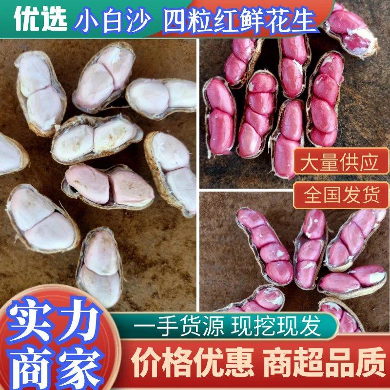 精品鲜花生，四粒红，小白沙，带壳鲜花生，产地批发商超市场