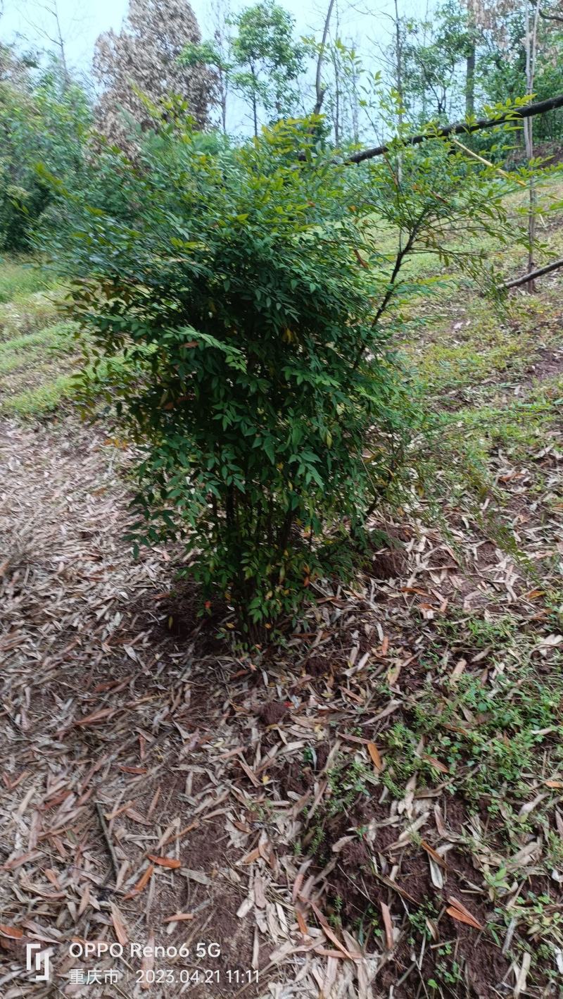 南天竹窝子，带土球，现场看苗，量大从优。