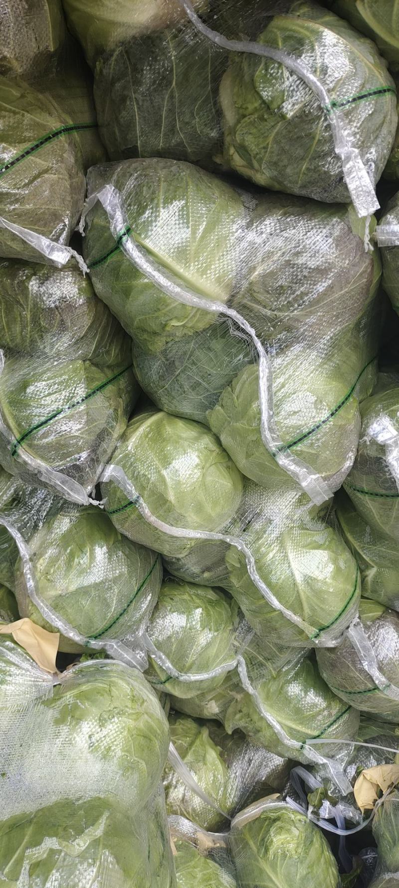 甘肃天水洛门镇精品甘蓝，产地一首货源欢迎联系