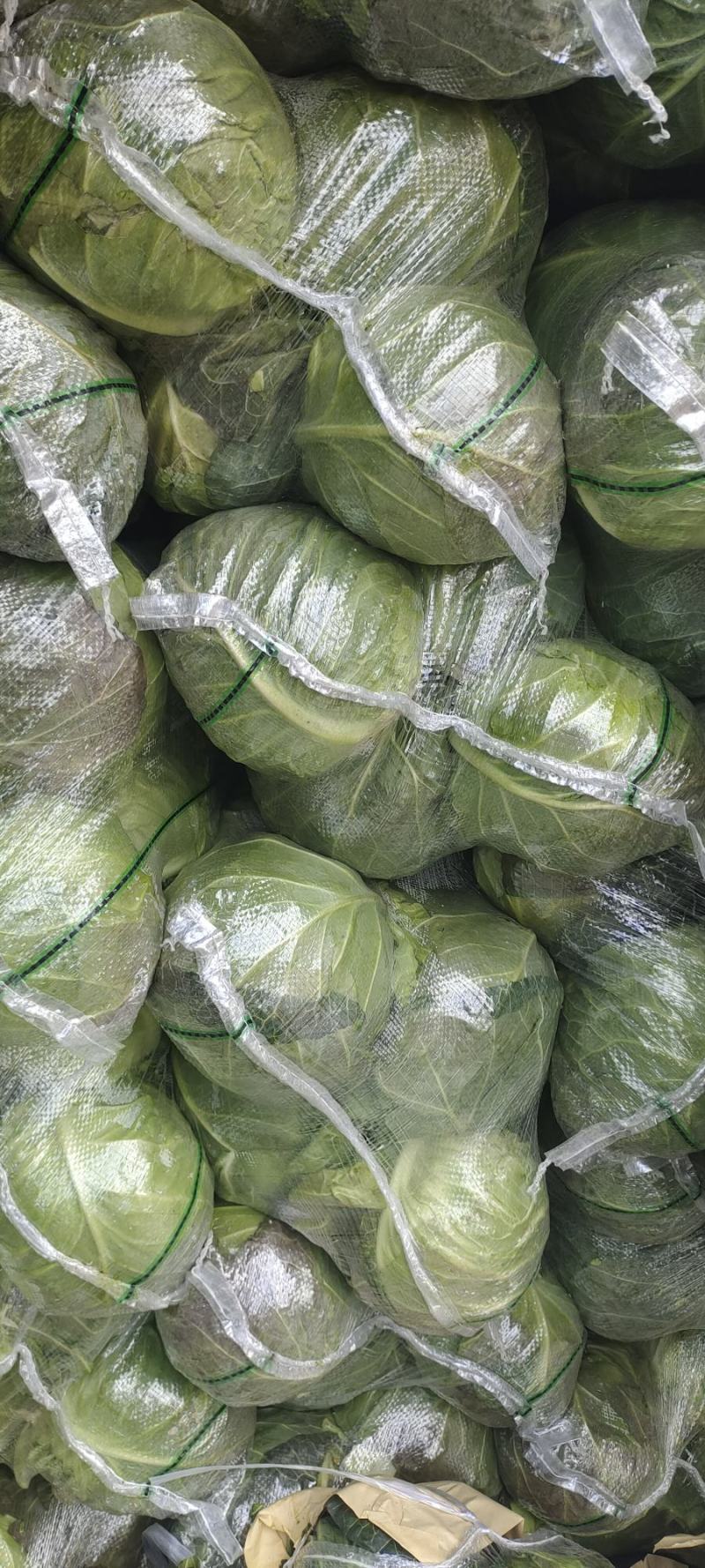 甘肃天水洛门镇精品甘蓝，产地一首货源欢迎联系