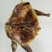 【腊肉】去翅膀风干鸡