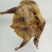 【腊肉】去翅膀风干鸡
