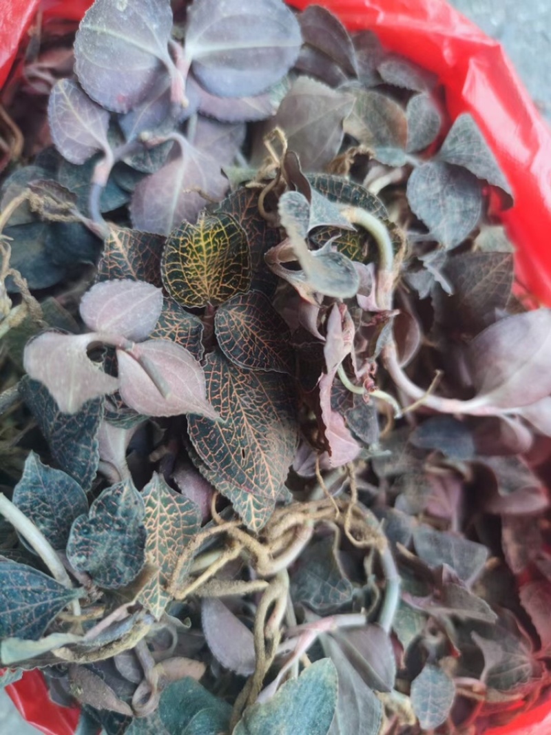 金线莲鲜货一手批发零售质量保证
