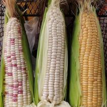 糯玉米精品糯玉米大量上市中产地直发货量充足价格