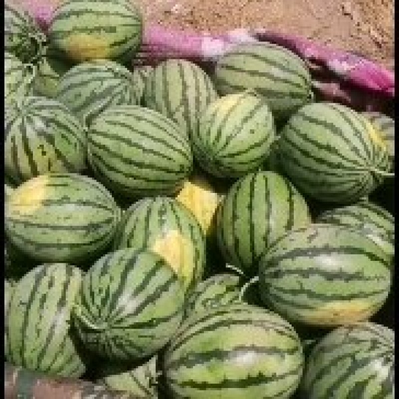 保定清苑大棚西瓜大量供应