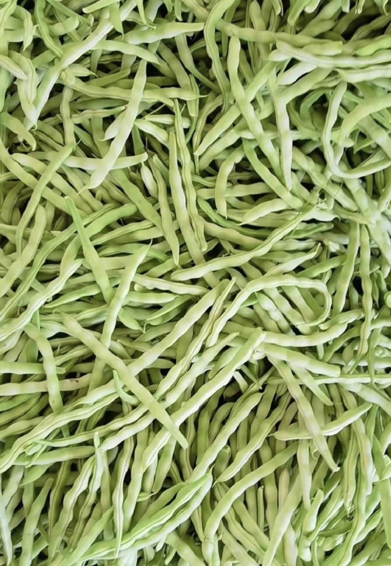 【荐】辽宁白豆角大量供应全国发货可视频看货
