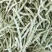 【荐】辽宁白豆角大量供应全国发货可视频看货