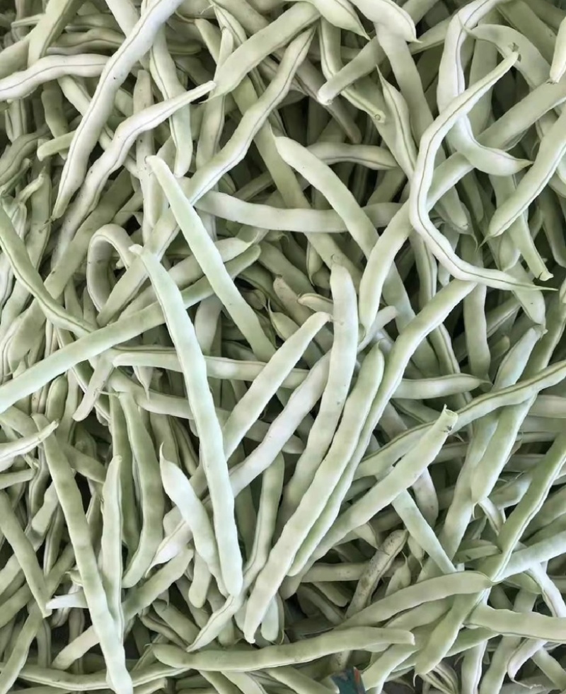 【荐】辽宁白豆角大量供应全国发货可视频看货