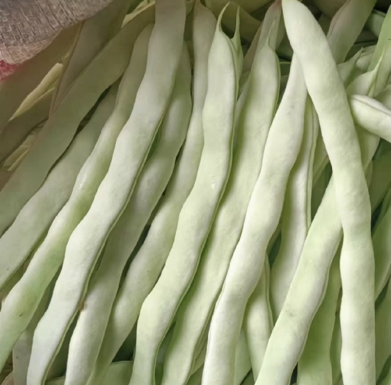 【荐】辽宁白豆角大量供应全国发货可视频看货
