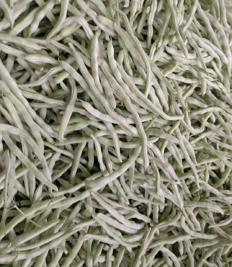 【荐】辽宁白豆角大量供应全国发货可视频看货