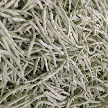 【荐】辽宁白豆角大量供应全国发货可视频看货