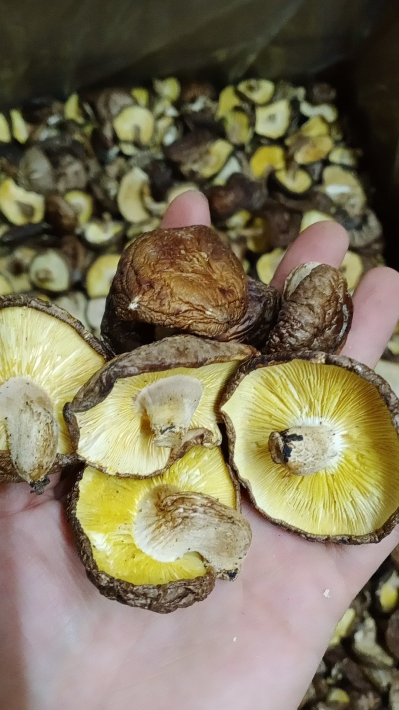 仿木薄菇，颜色香味好，薄香菇干货大量批发