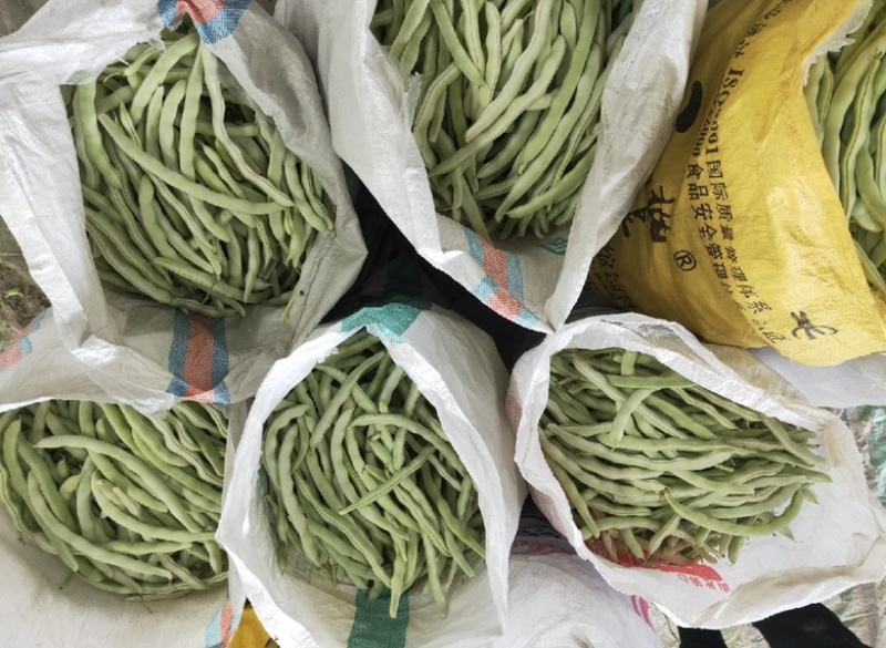 【全国发货】无筋豆无丝豆大量供应产地