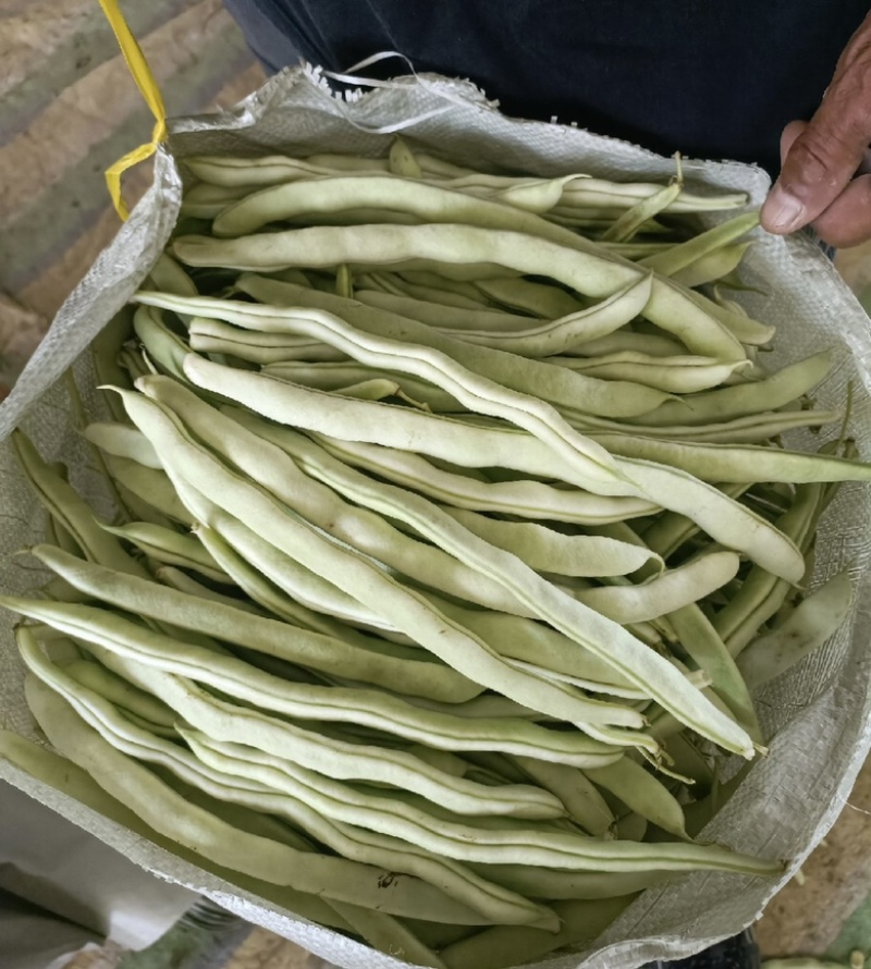 【全国发货】无筋豆无丝豆大量供应产地