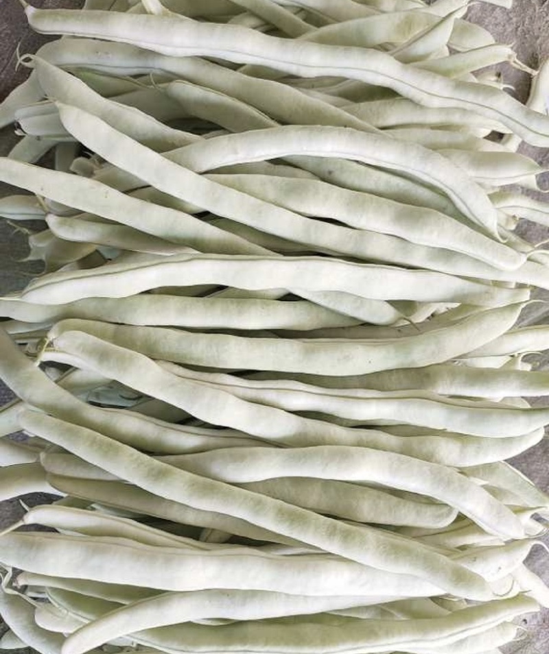 【全国发货】无筋豆无丝豆大量供应产地