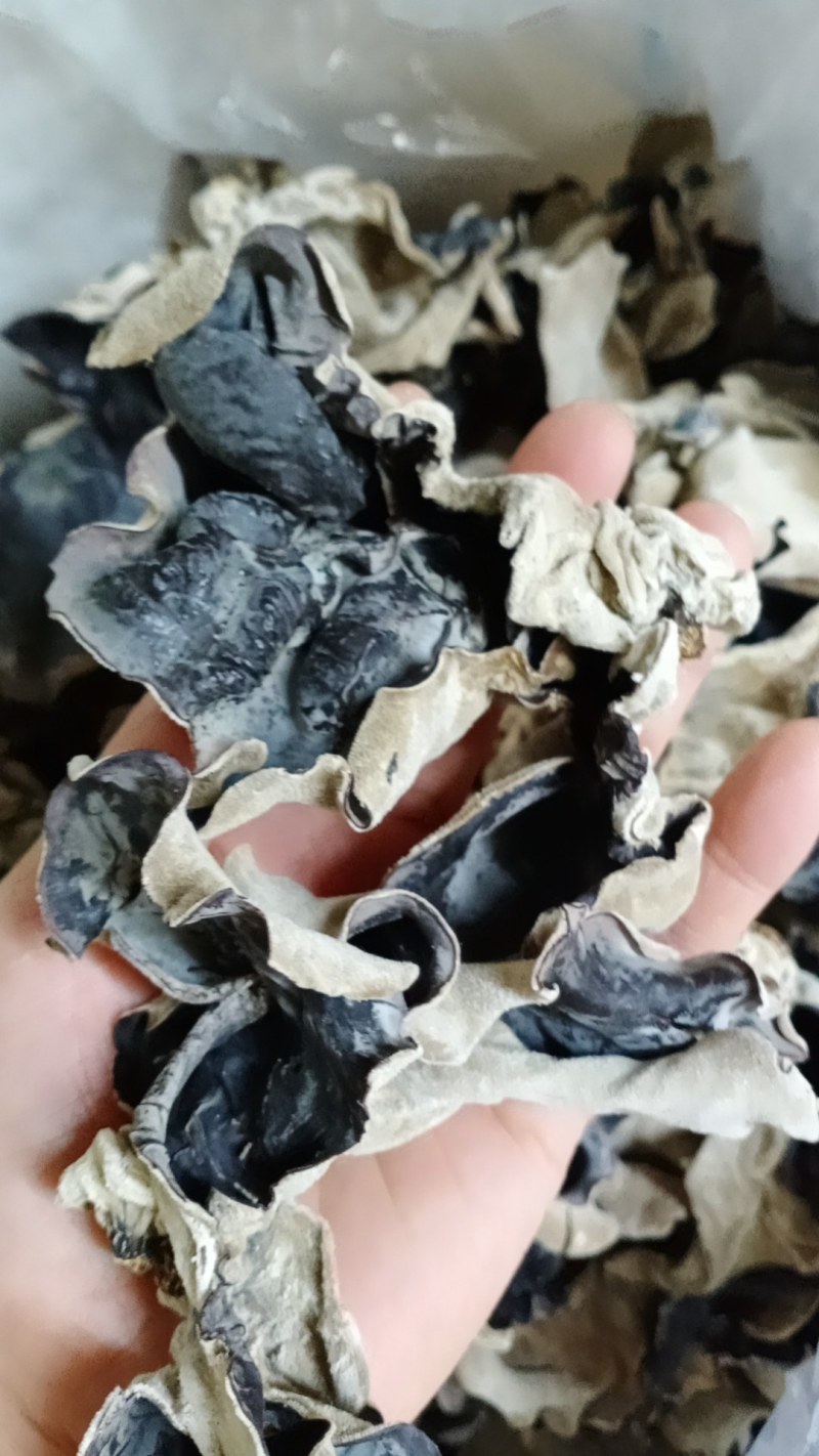 河源和平本地木耳，树头木耳脆口，大量批发