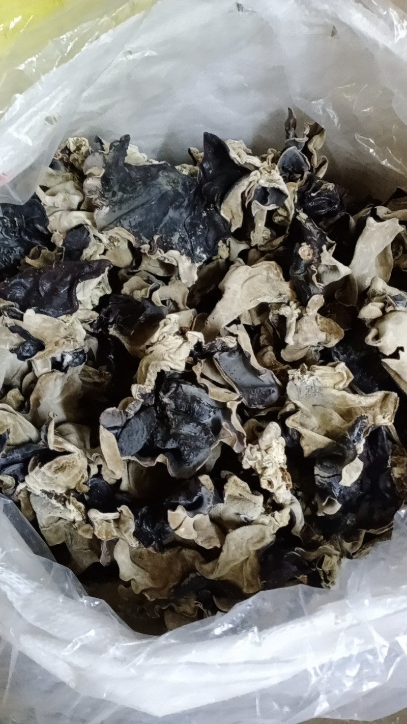 河源和平本地木耳，树头木耳脆口，大量批发