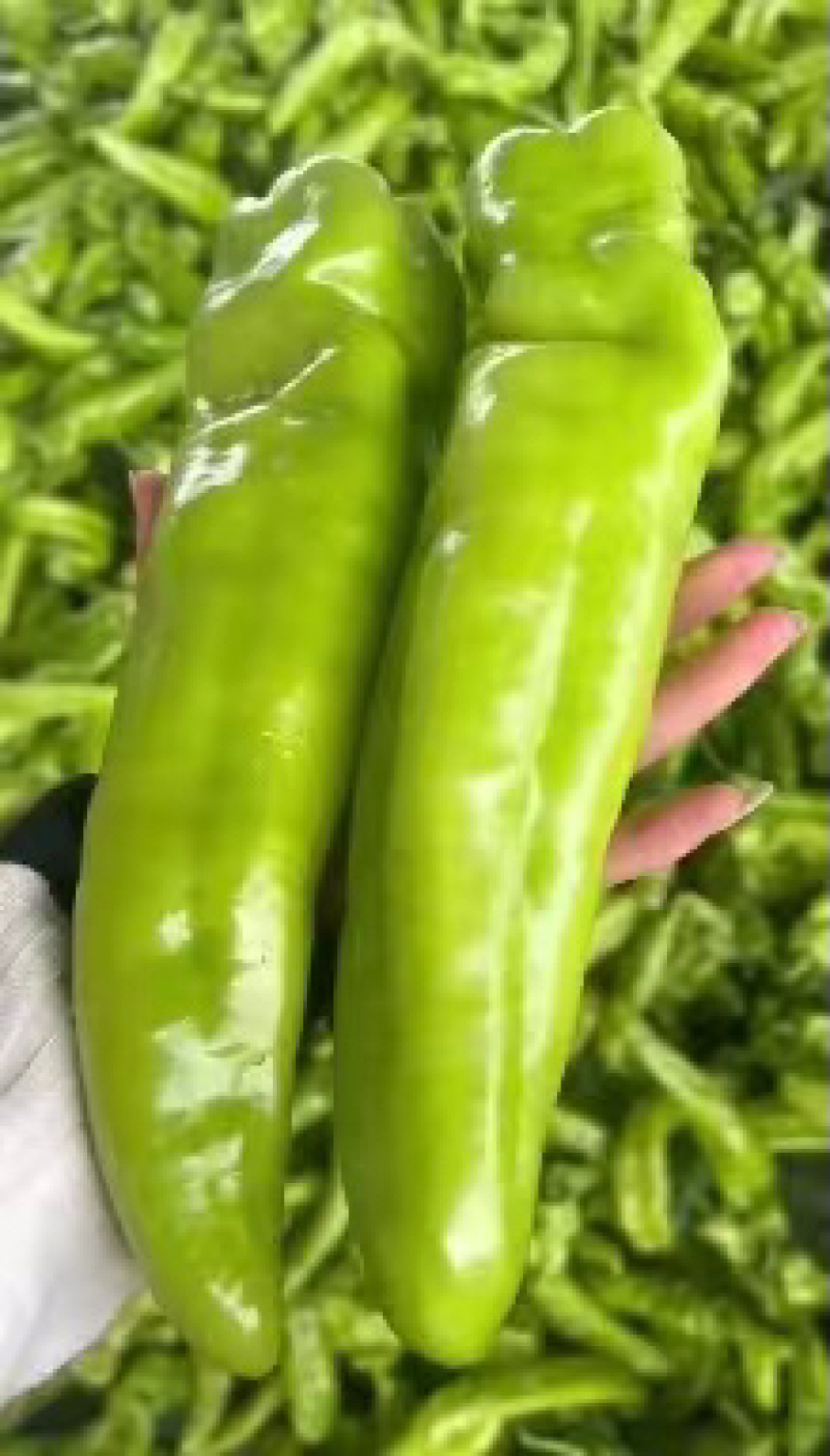 【荐】尖椒产地在线全国发货可视频看货
