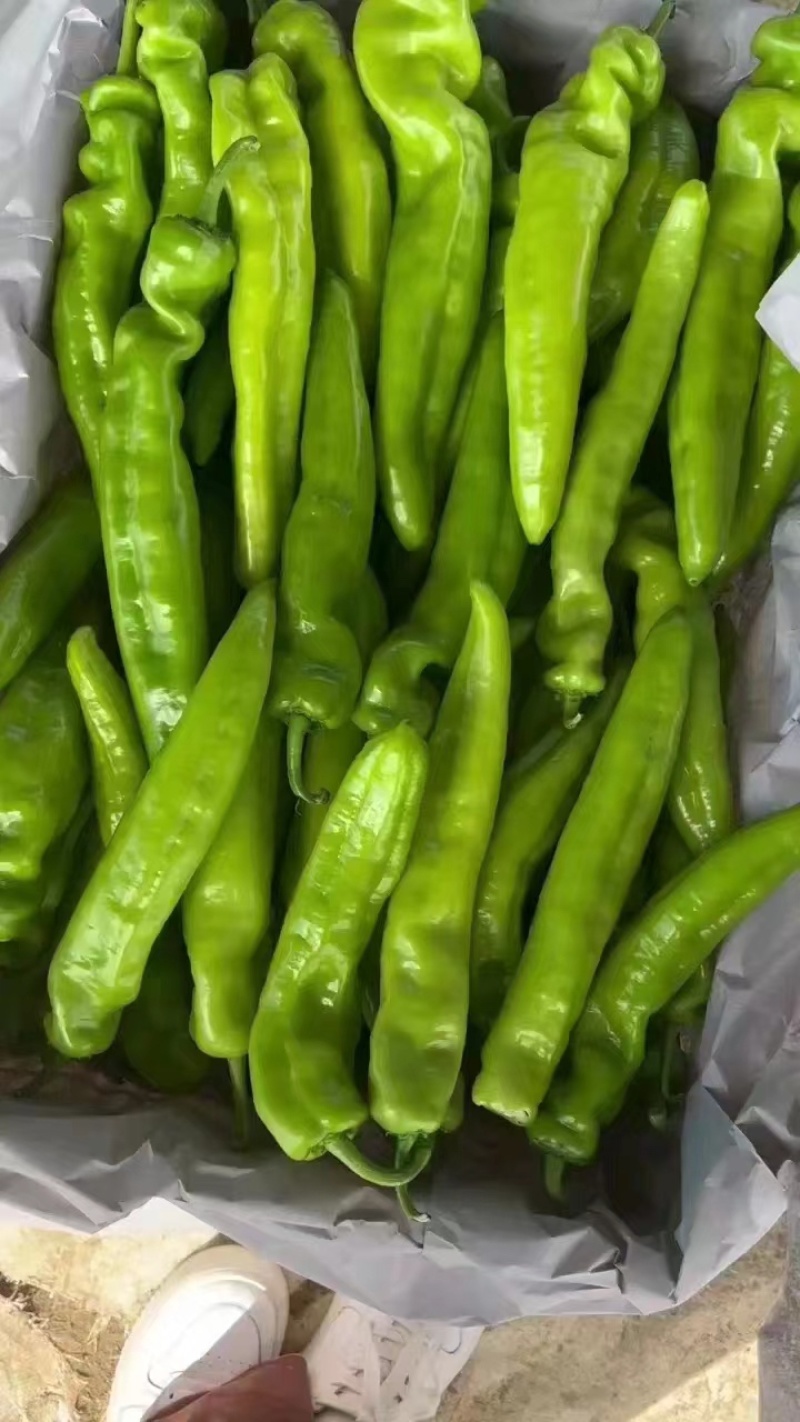 【荐】尖椒产地在线全国发货可视频看货
