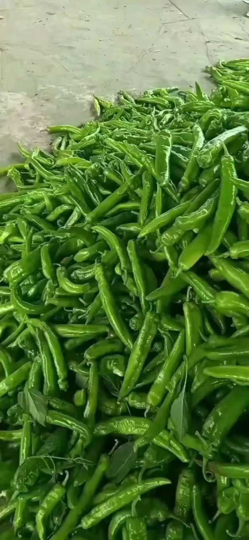 【荐】尖椒产地在线全国发货可视频看货