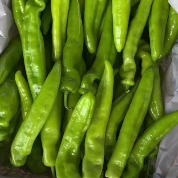 【荐】尖椒产地在线全国发货可视频看货
