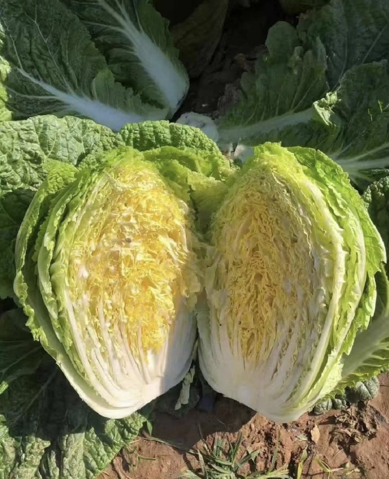 【在线】辽宁白菜产地大量供应电话咨询优惠
