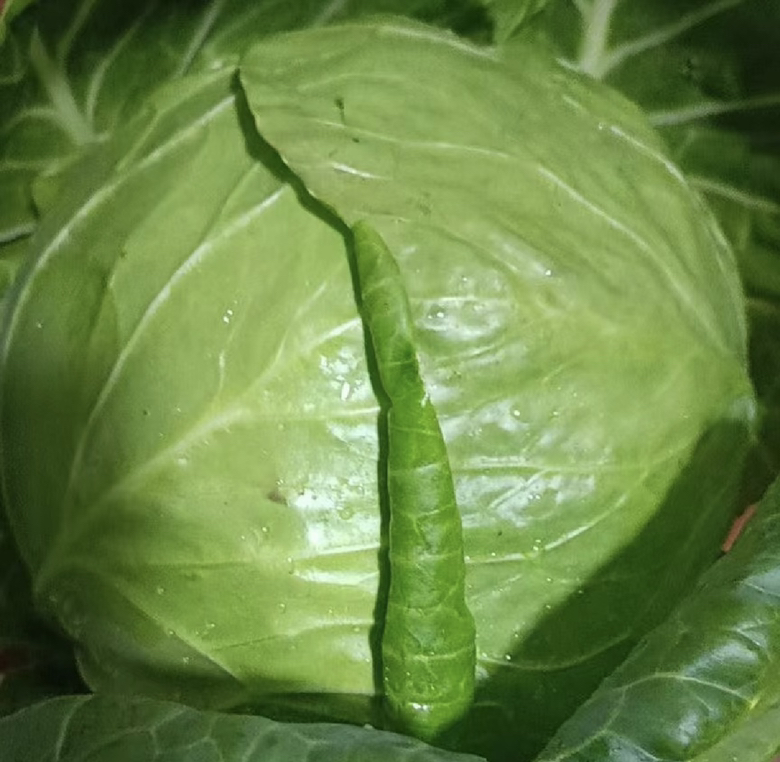 优质圆包菜挑选示意图