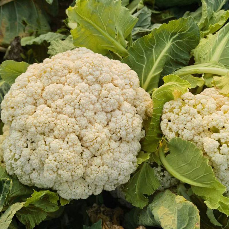 菜花/小米粒有机花/白面青梗散花一手货源代收代发打冷发货
