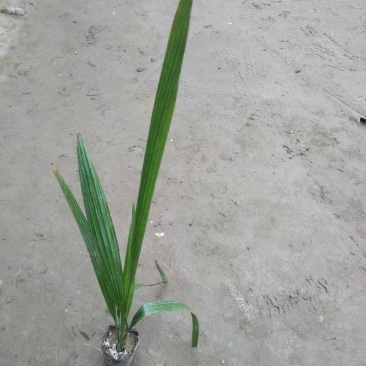 河南省开封通许县新建种植家庭农场棕榈科(椰枣种苗)