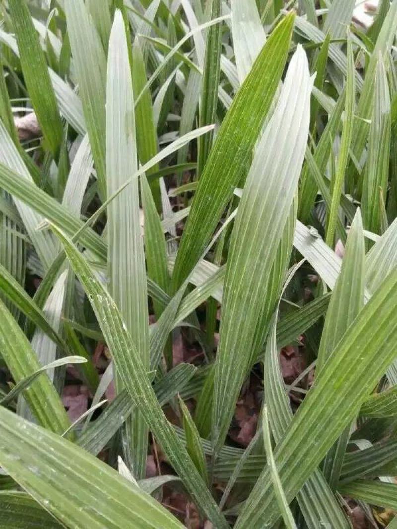 河南省开封通许县新建种植家庭农场棕榈科(椰枣种苗)